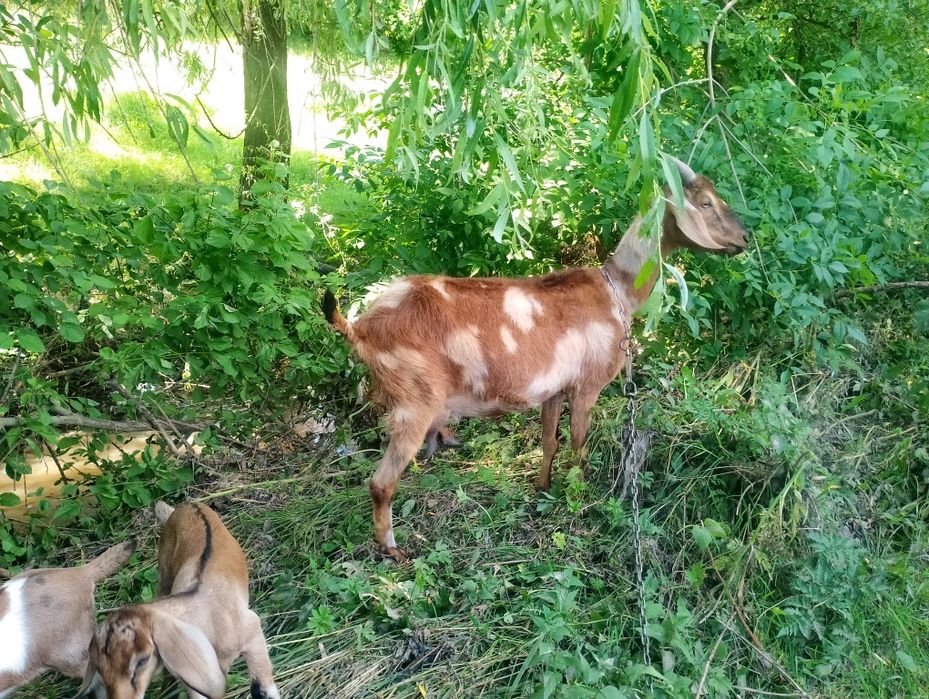 Продаються  англо- нубійські  козликів.