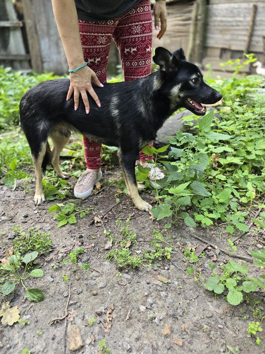 Песик в добрі ручки!