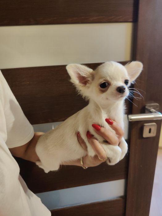 Malutki  chłopczyk chihuahua