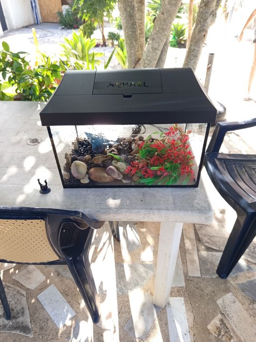 Aquário para Tartarugas