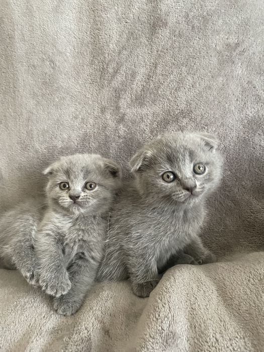 Кошенята шотландські висловухі, прямовухі Scottish Fold та Straight