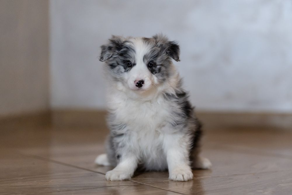 Border collie dziewczynka Blue -merle /badania genetyczne/stawy/RTG
