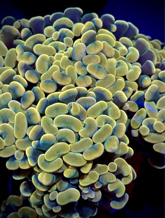 Euphyllia Paraancora „Gold" Akwarium Morskie Koralowiec Koralowce