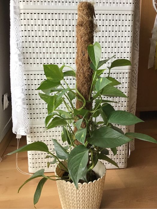SCINDAPSUS epipremnum pnacze
