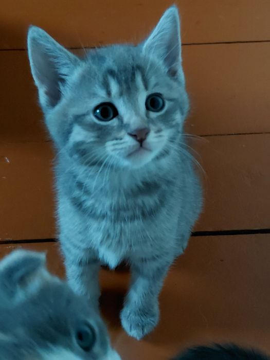 Шотландські Кошенята