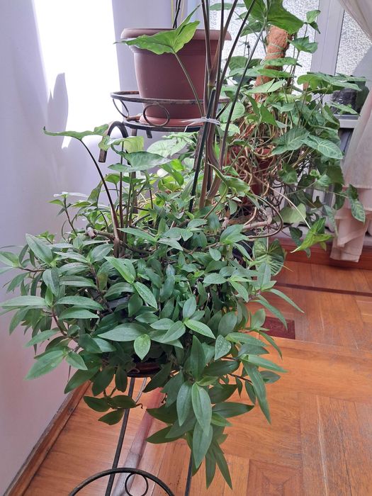 Композиция из вьющихся цветов