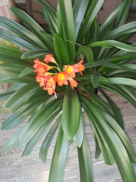 Kwiat Kliwia- kolor pomarańczowy
