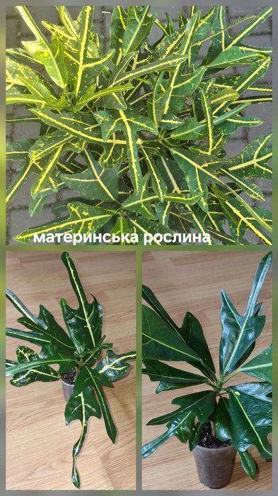 Кротони домашні.