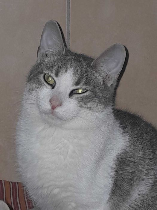 Стерилізована розумна кішечка, біколор