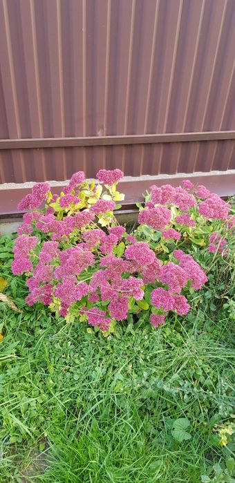 Очіток Седум великі кущі, очиток,барвінок