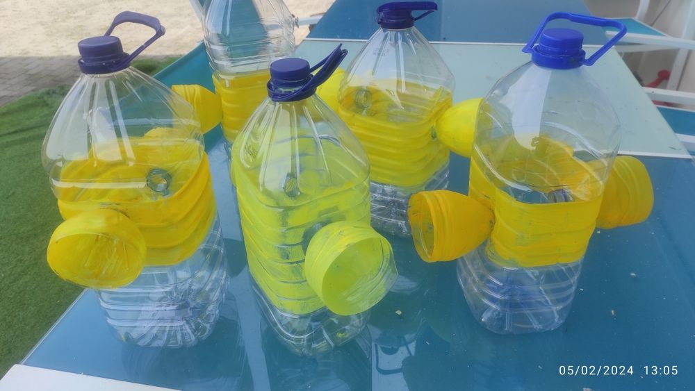 Vespa asiática / Vespa velutina