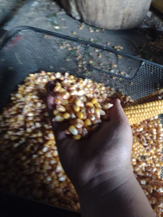 Sprzedam kukurydzę