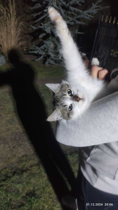 Kot do adopcji - CEDAR, 10 miesięcy - FELV+