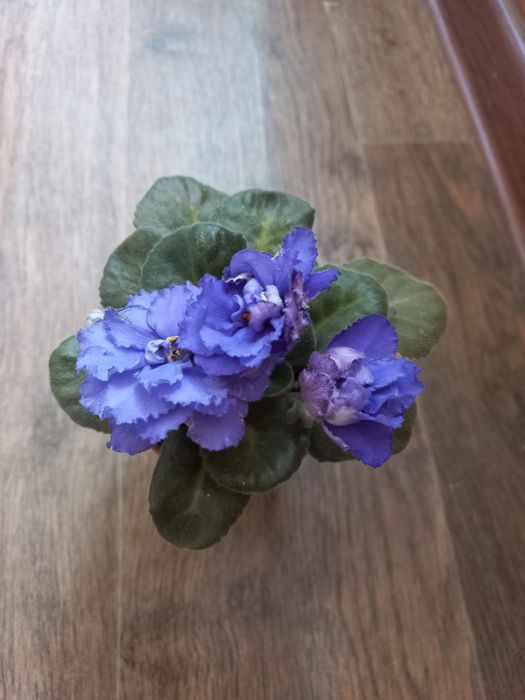 Продам стартер фіалки Нк Синій кит