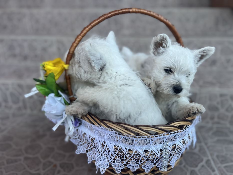 Милі хлопчики вестики