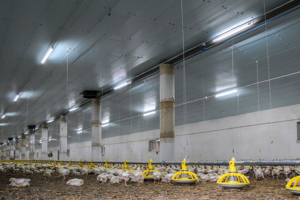 Błękitne Panele Ocieplenie Kurnika Obory Tuczarni STYRODUR XPS AGRO