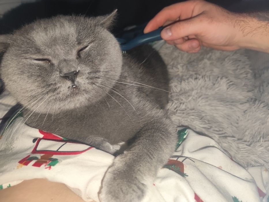 Piękna kotka rasowa zamienię za buldoga