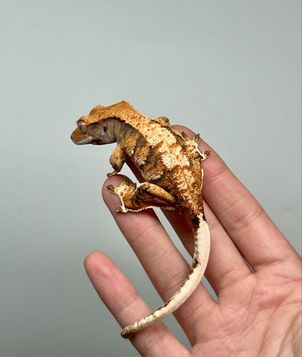 Gekon orzęsiony samica możliwe terrarium