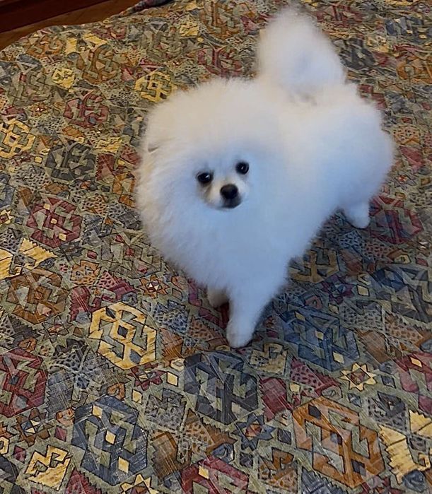 Померанський шпіц