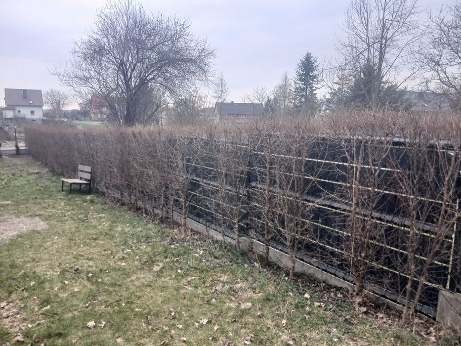 Oddam żywopłot szybkorosnący