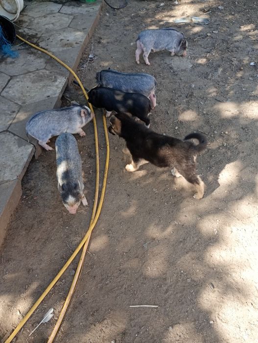 Въетнамские поросята