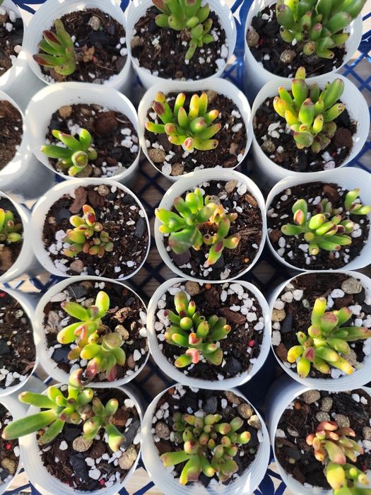 Crassula ovata ‘Gollum’ (Crassula Shrek)