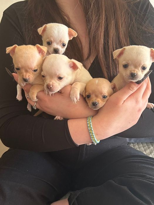 продаж цуценят чіхуахуа