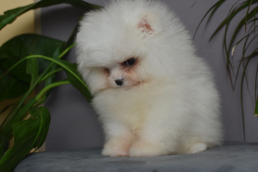 Чудовий хлопчик міні