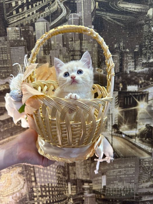 Шотландські кошенята