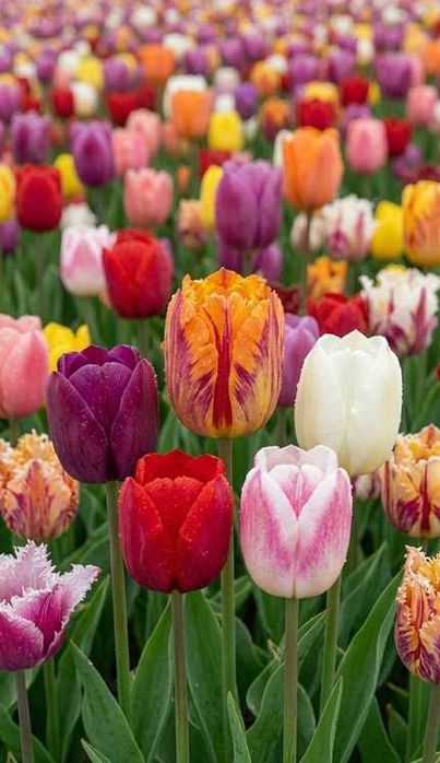 Cebulki Tulipanów 100 szt Tulipany mix kolorów 9,5/10 Zestaw Tulipan XXL
