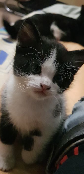 Отдам Котенка в Хорошие Руки.