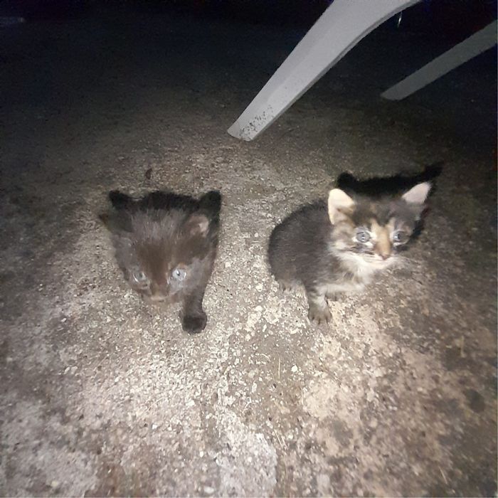 Gatinhos para Adoção