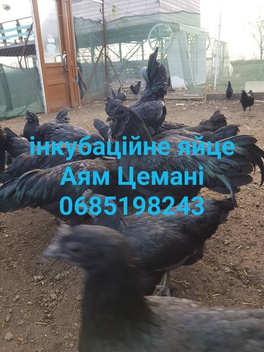 Інкубаційне яйце