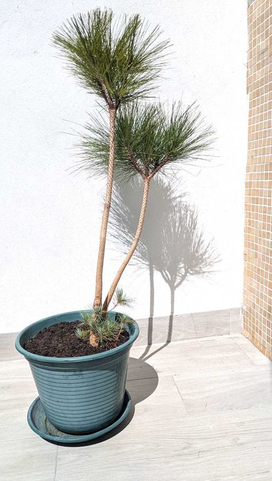 Pinheiro Ornamental em Vaso Grande – 100 cm