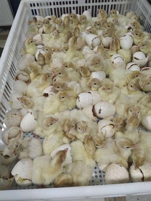 Добові індичата Біг-6.