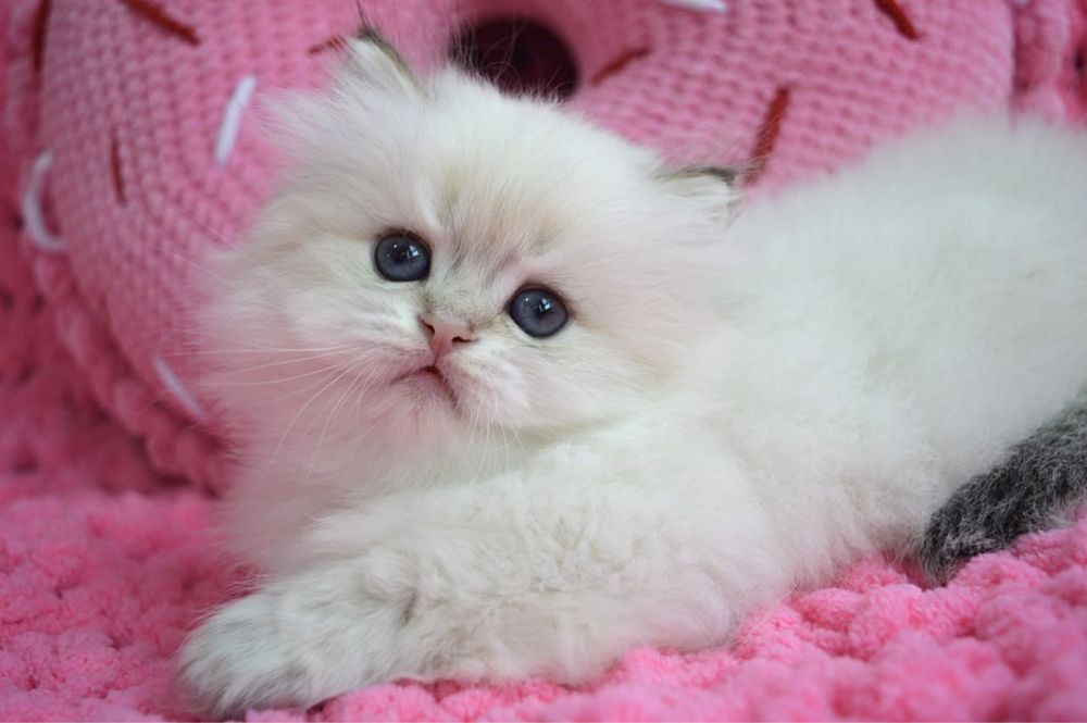 Британские котята золотая шиншилла