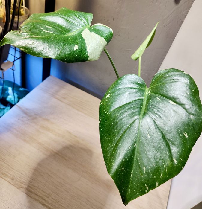 Monstera Thai Constellation -sadzonka ukorzeniona