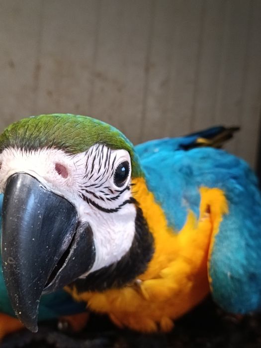 Arara Ararauna  criado a mão