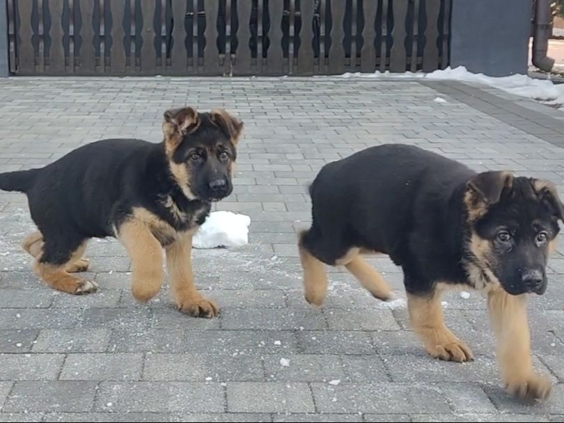 Owczarek niemiecki krótkowłosy