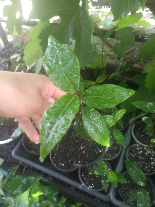 Лавр благородный