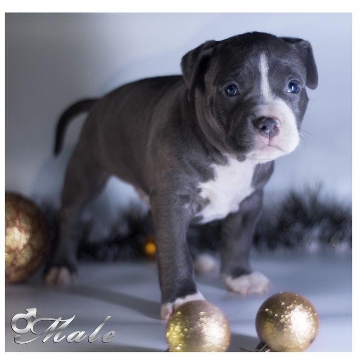 Найкращі цуценята АСТ