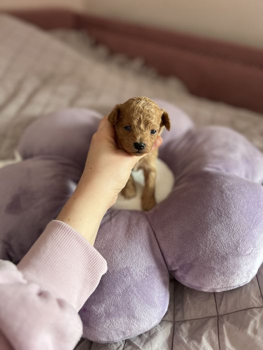 Mini maltipoo f1b  red suczka