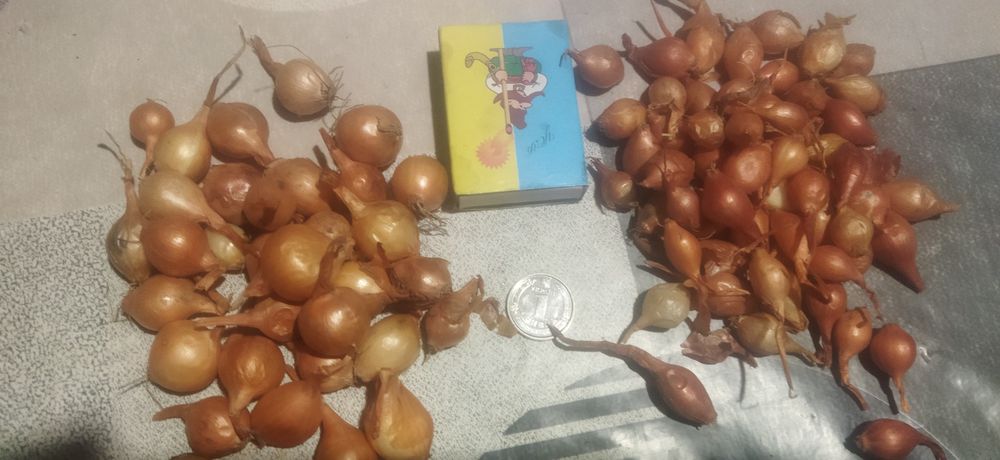 Лук -севок,арпаж,сіянка