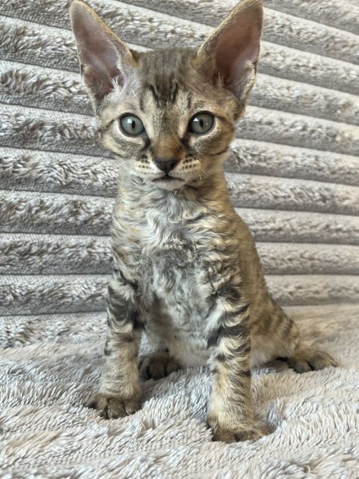 Кошенята Девон Рекс