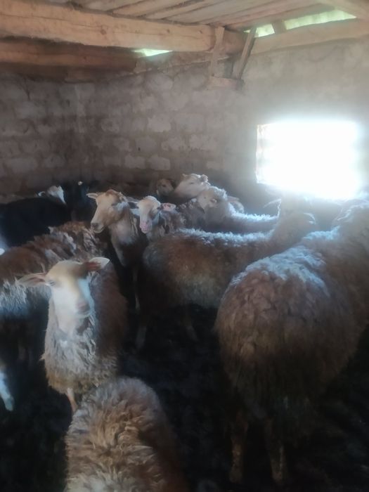 Продаються вівці,барани,кози