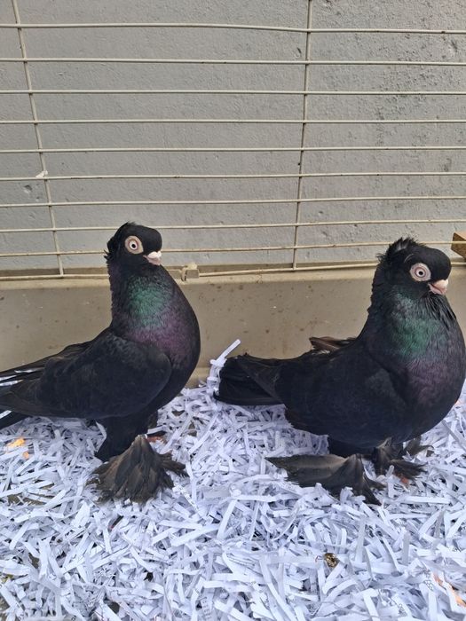 Gołebie ozdobne wywrotki mazurskie