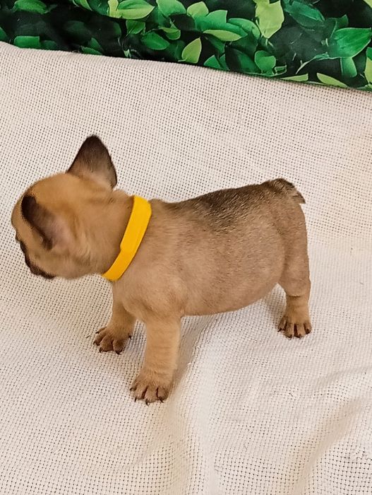 Bulldog francês menina