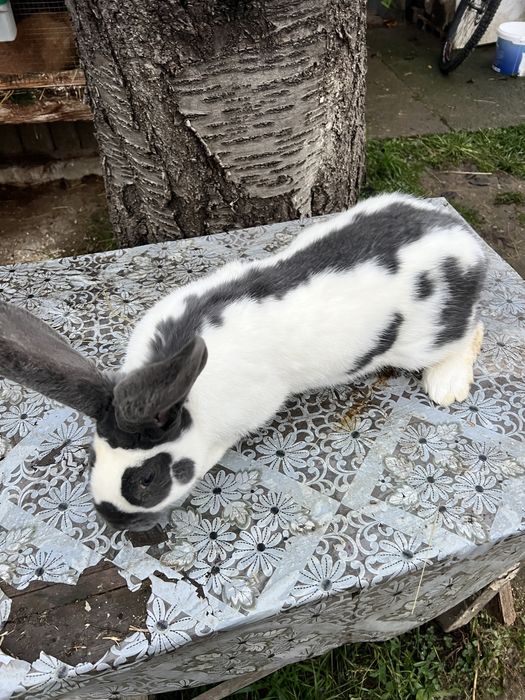 Продам самця строкач