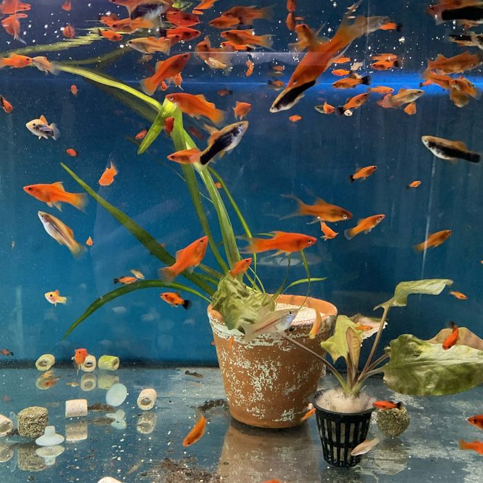 Rybki akwariowe mieczyki mieczyk