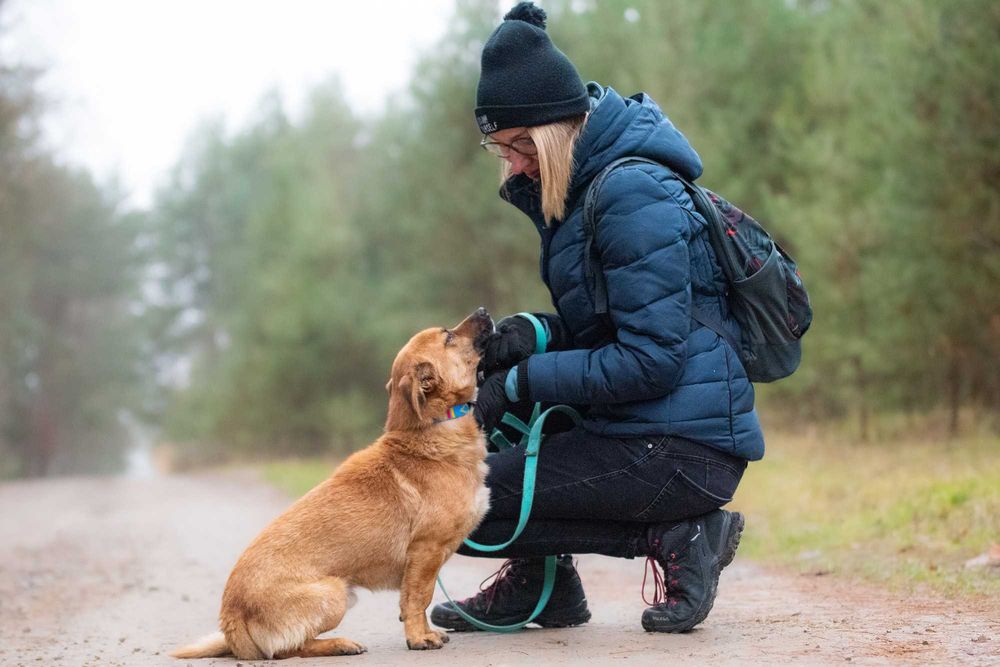 Kortu: dworskie maniery, łagodny charakter